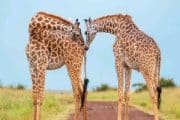 Giraffes