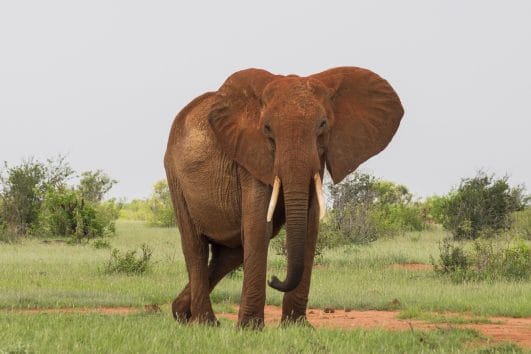 Elephant