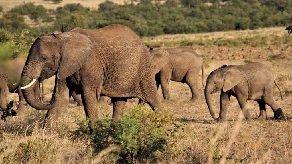 elephants-2.jpg?strip=all&